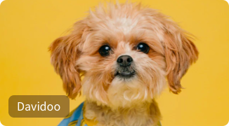 A cute puppy on a study video call